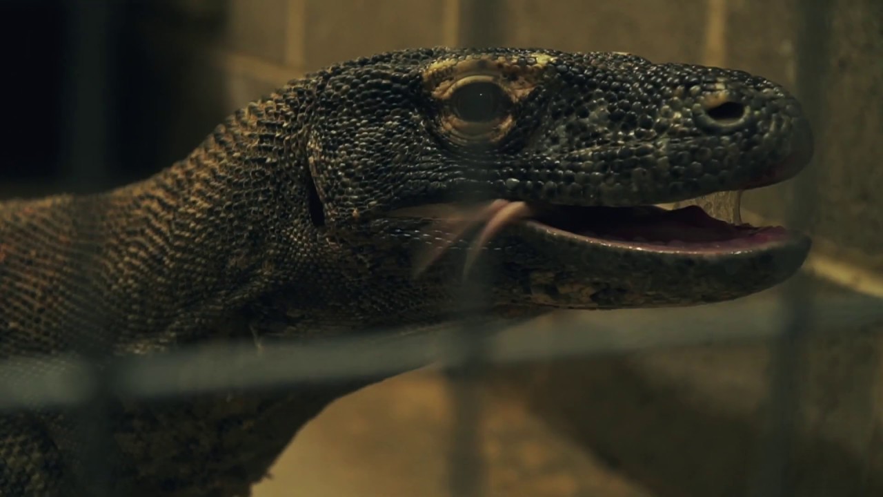 Komodo Dragon Experience