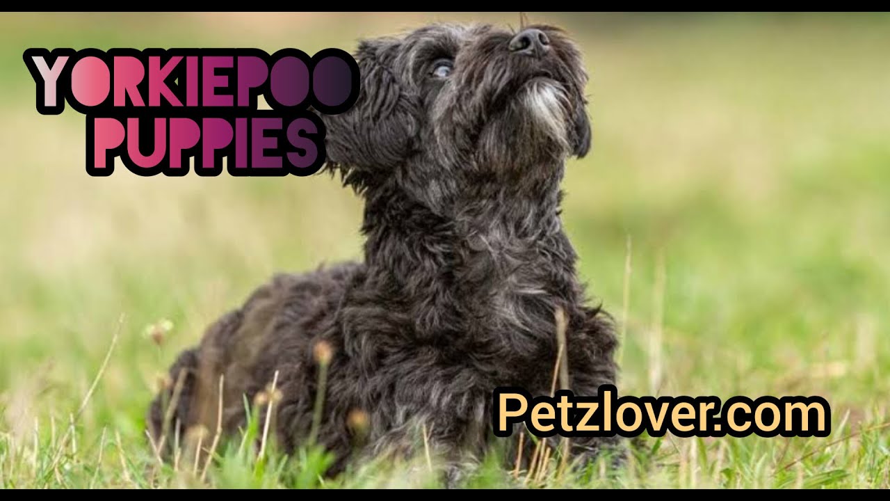 Yorkiepoo Joy, Little Paws, Infinite Love                        #yorkie, #yorkiepuppies, #yorkipoo,
