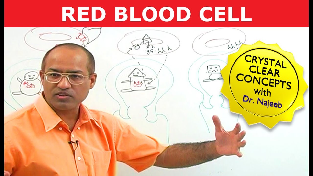 Red Blood Cells | RBC | Erythrocytes | Erythropoiesis🩸