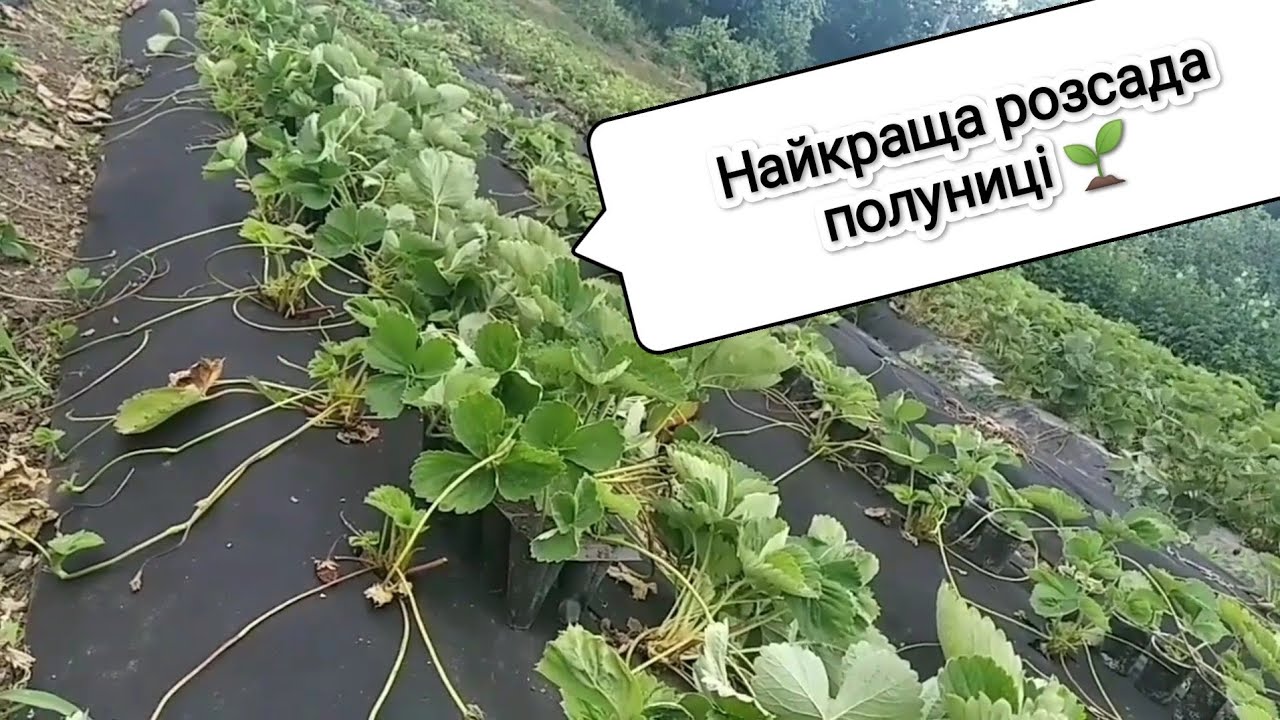 Вирощування розсади полуниці в стаканах. Подяки та лайфхаки.