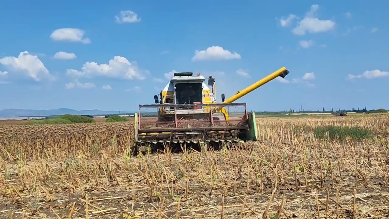 Napraforgó aratás Claas Dominátor 106 2022.08.17.