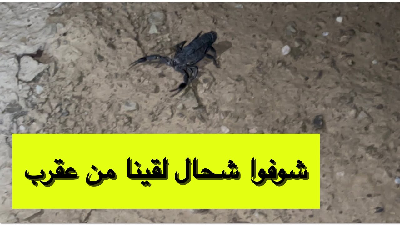 ليلة الرعب 😟خرجنا نقلبو على العقارب 🦂دكشي لي لقينا صدمنا فينما درنا نلقاوهم ربي حفظنا منهم😣 