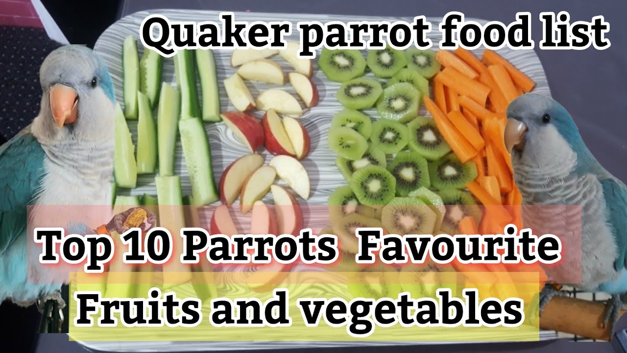 Top 10 Healthiest Quaker Parrot Food List | Parrot Eating Fruits & Vegetables 🍎🌽