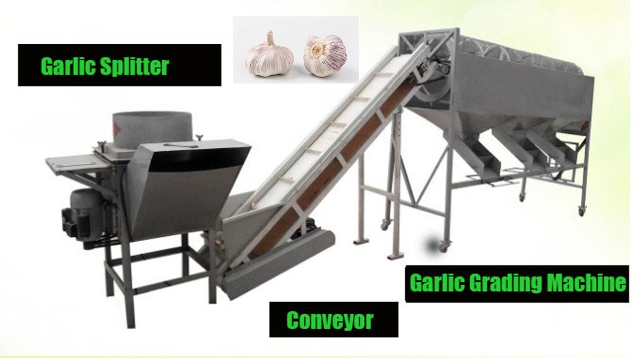 2-3 t/h Automatic Garlic Splitting and Sorting Machine for Garlic Farmer