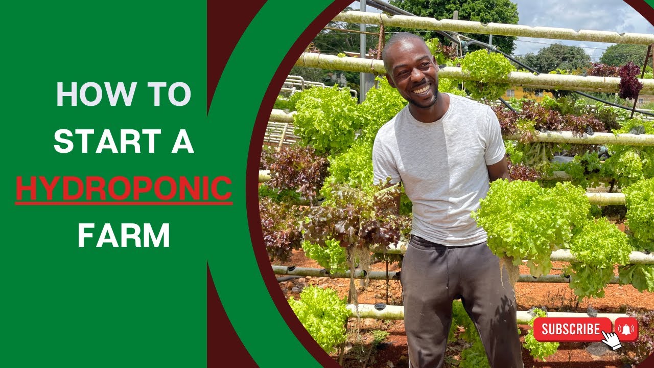 HYDROPONIC A more productive way of Farming in Jamaica