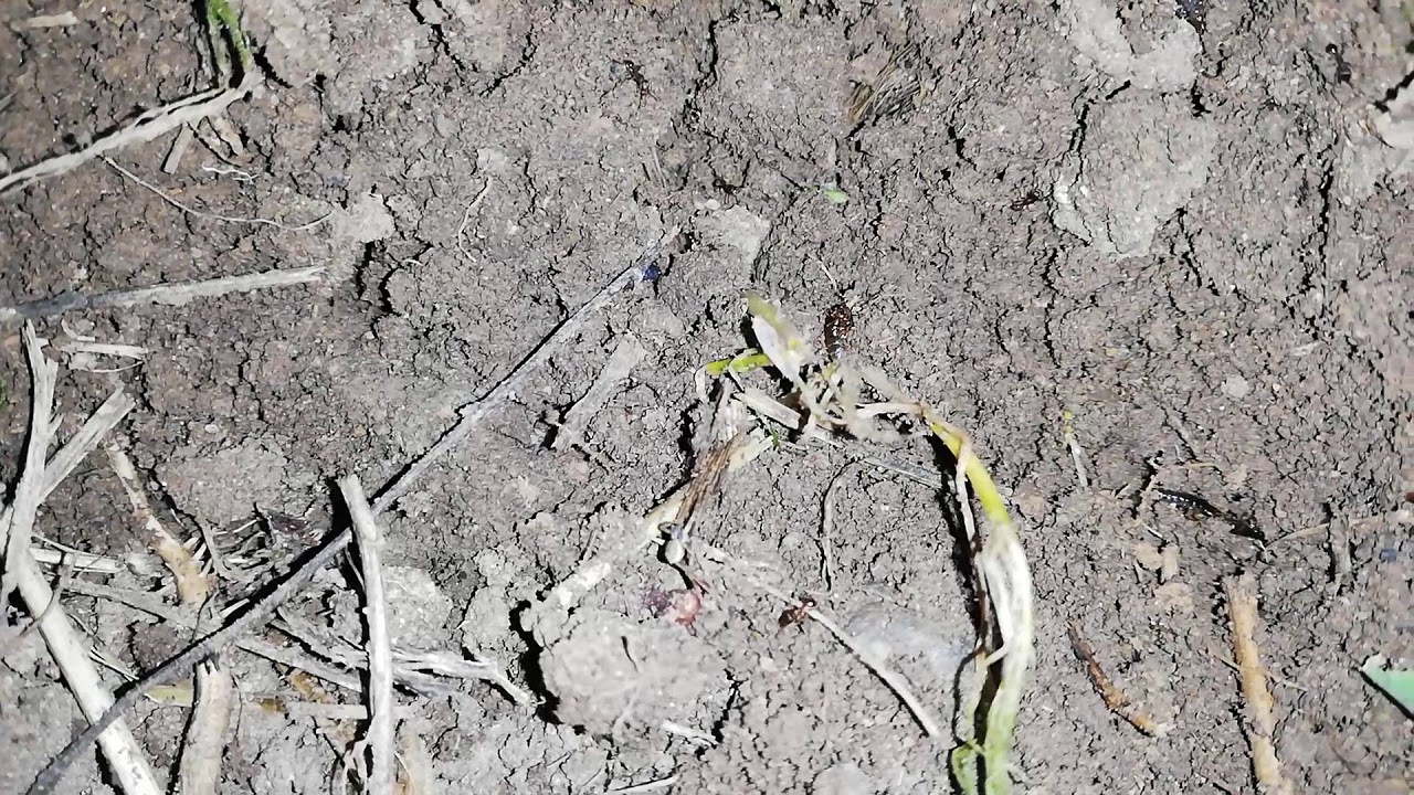 Ekin Kambur Böceği(Zabrus) Larva