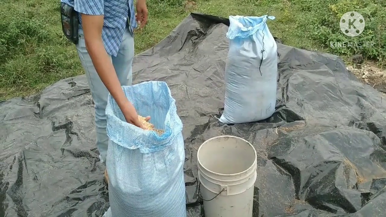 Preparando La Mezcla con dos Alimentos  para engordar vacas//Actividades Ganaderas y Agricolas.*