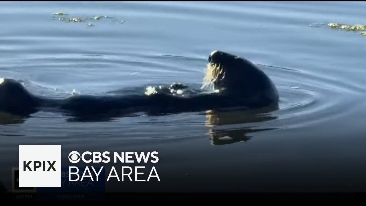 Sea otters credited with solving Elkhorn Slough's invasive green crab problem