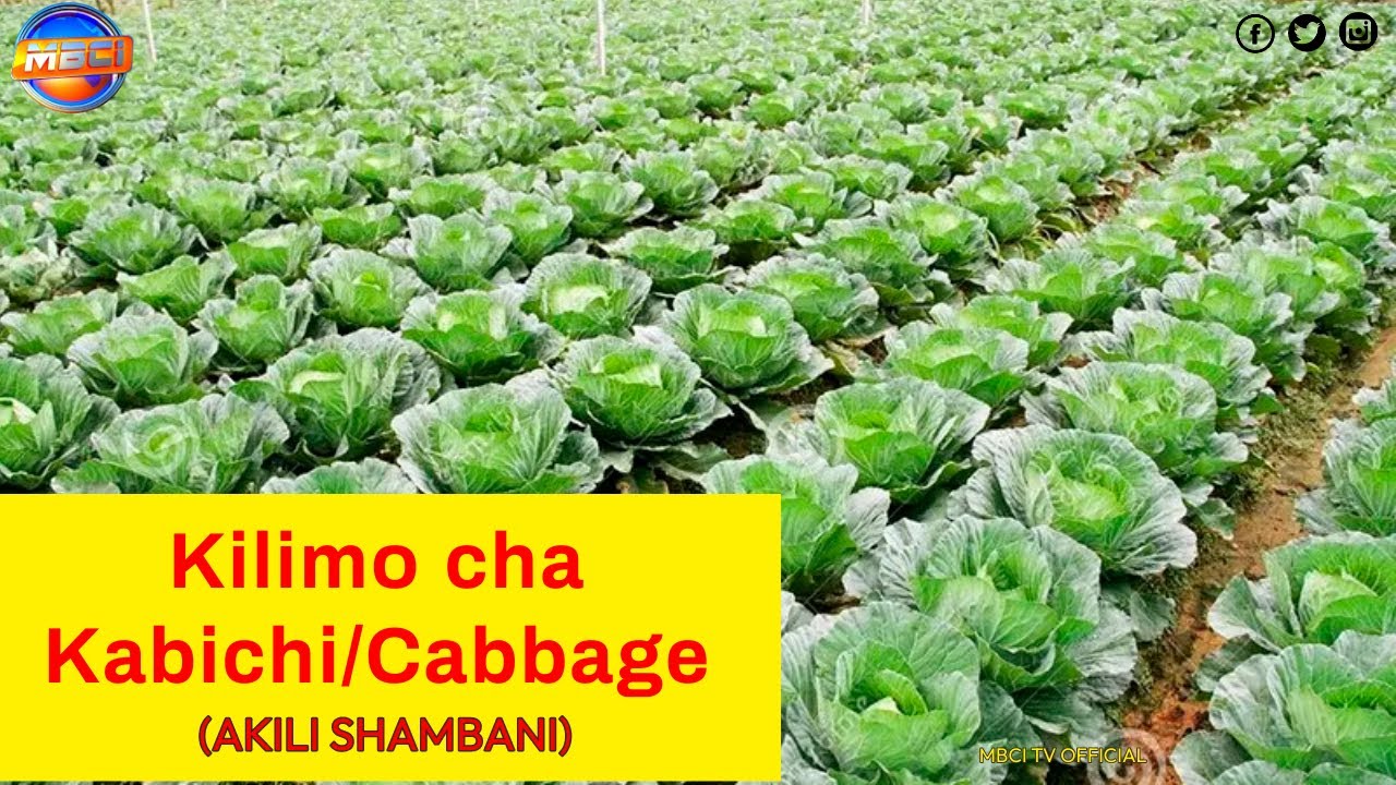 Kilimo cha Kabichi/ Large scale cabbage Farming || AKILI SHAMBANI