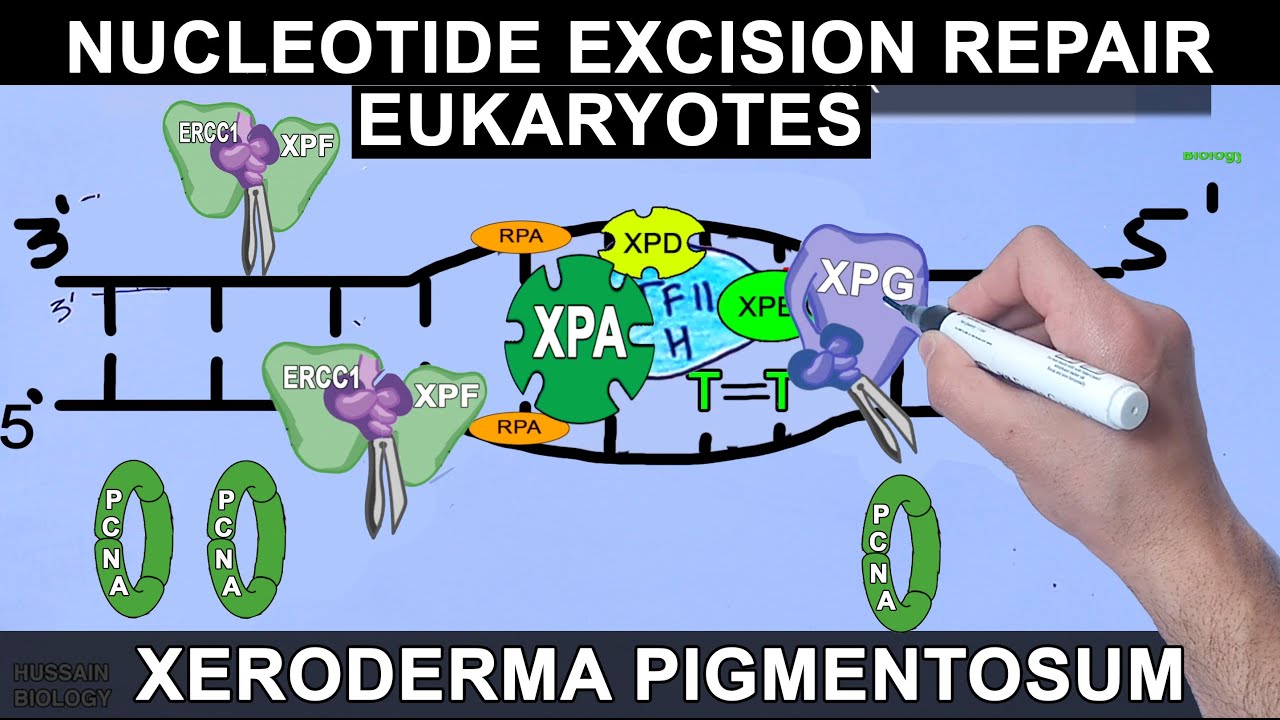 Nucleotide Excision Repair in Eukaryotes