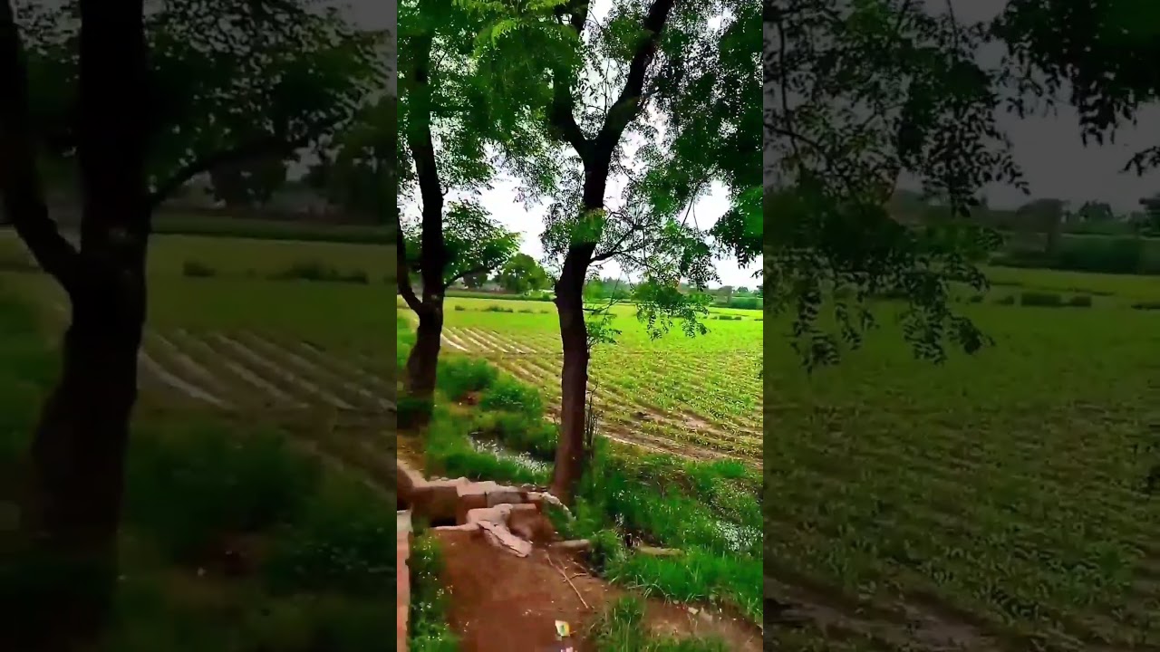 Greenery surrounds the entire farm 