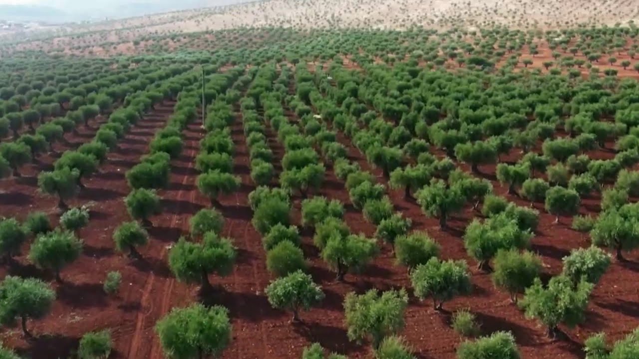 مبادرة السعودية الخضراء.. إنجازات ترسم ملامح مستقبل أخضر