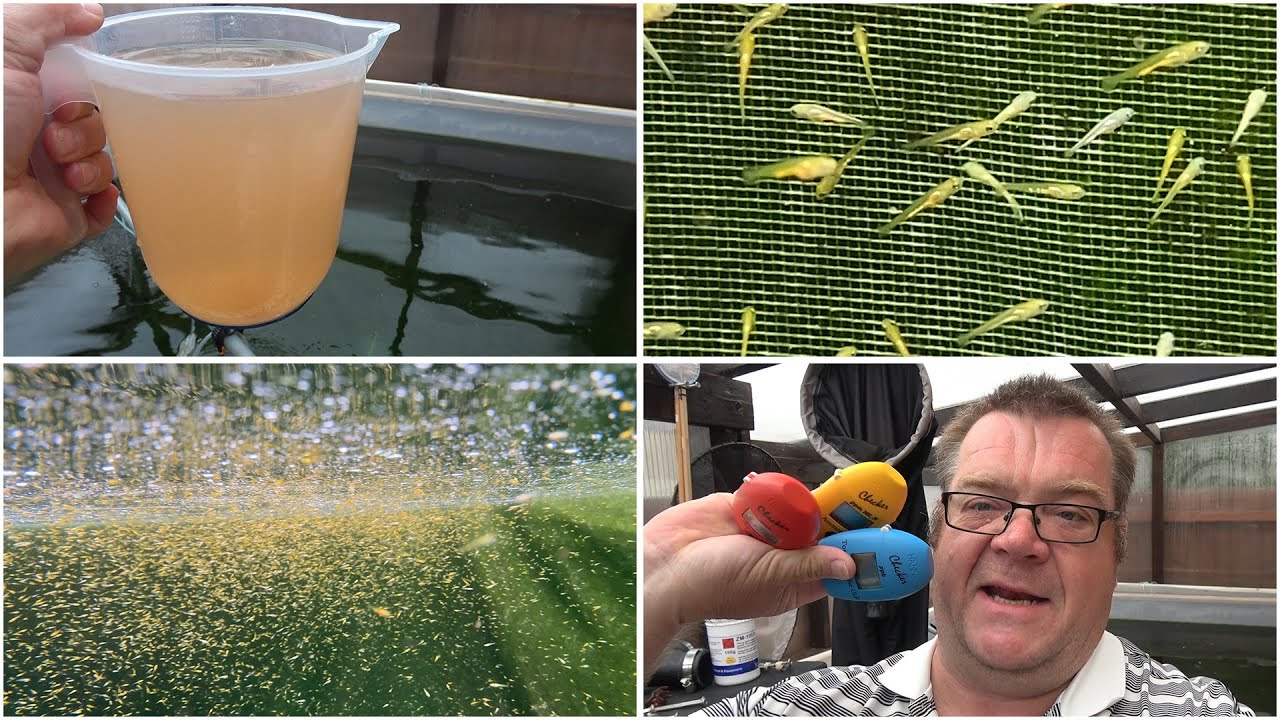 My Koi Breeding Project - Part 38 - 1 week Goshiki fry, harvesting brine shrimp and Hanna Checkers