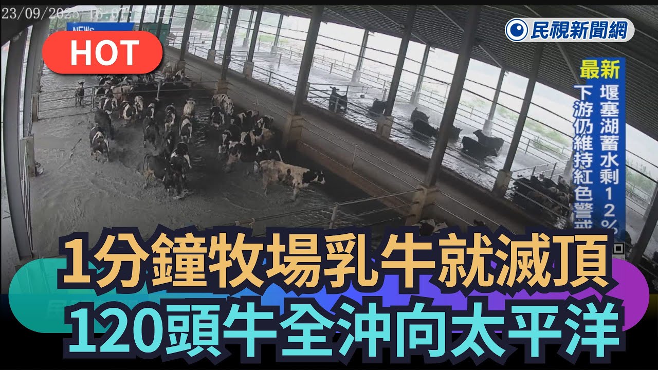 【熱搜新聞】1分鐘牧場乳牛就滅頂　120頭牛全沖向太平洋｜民視新聞｜