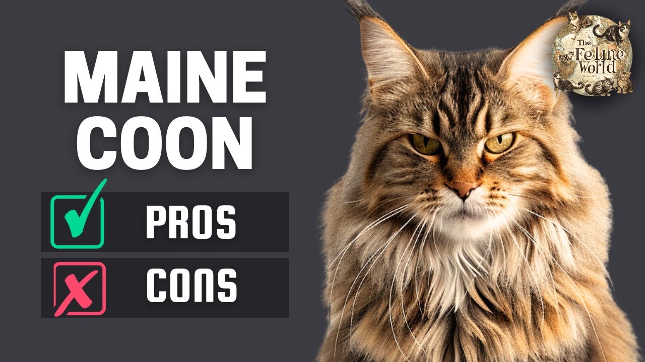 Maine Coon Cat: The Pros & Cons of Owning One