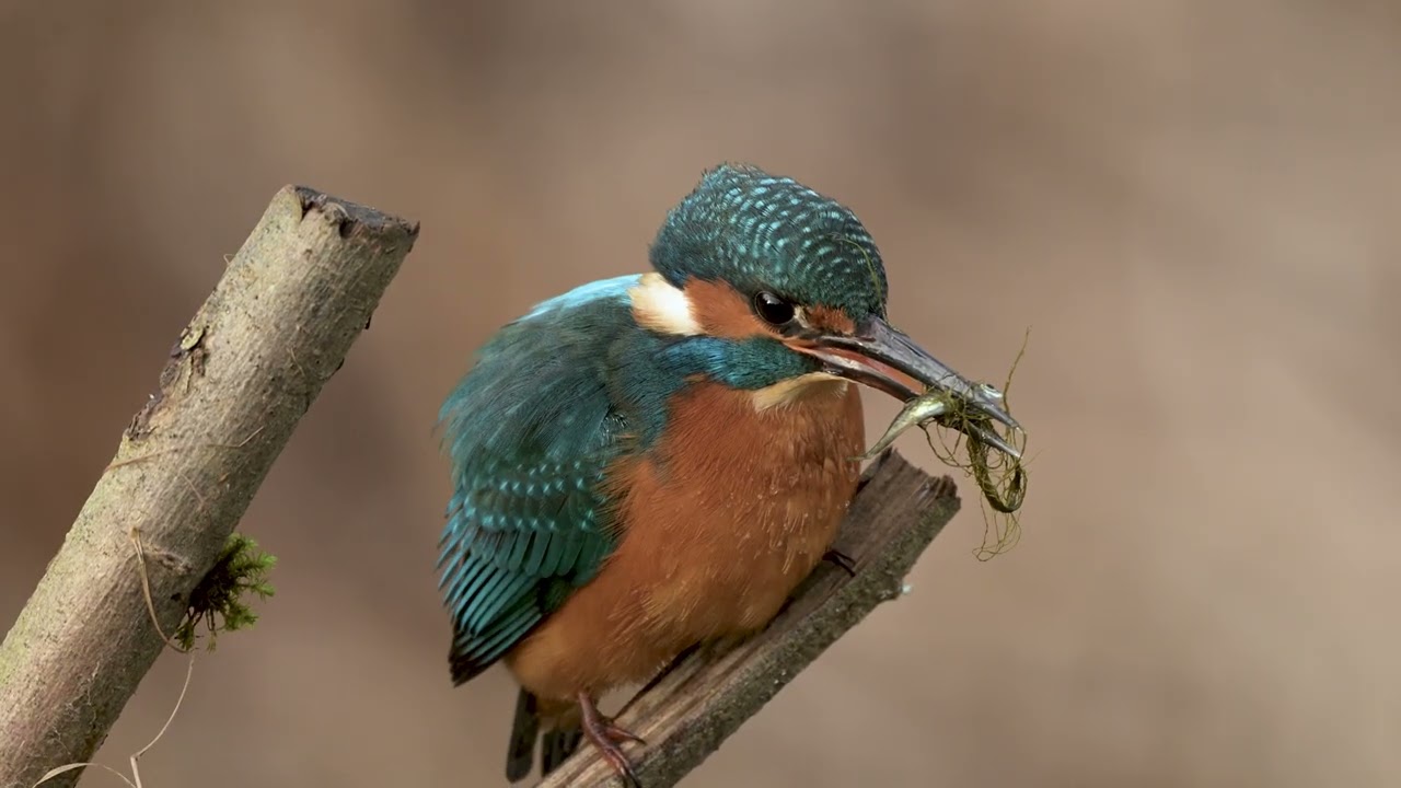 Male and Female kingfishers captured on film!