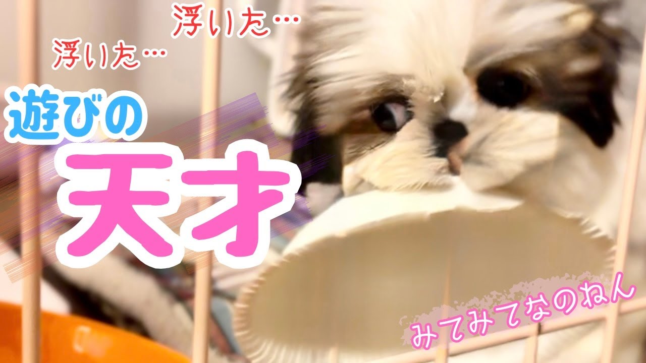 【神業w】ごはん前に遊び出す子犬は天才？天然？【アテレコ】