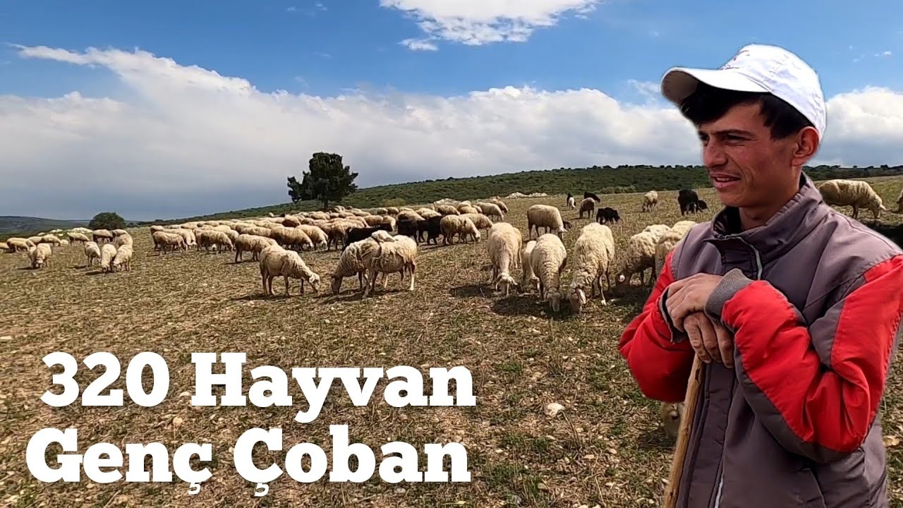 320 Koyu Keçi ile Genç Üretici Hilmican - Çoban Çayı ve Sohbeti #hayvancılık #çiftlik