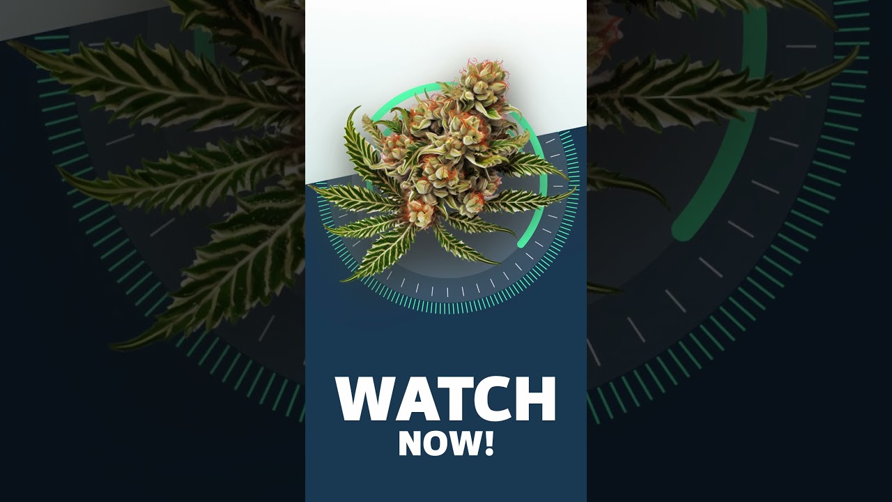 WATCH NOW! - OG Kush Strainview