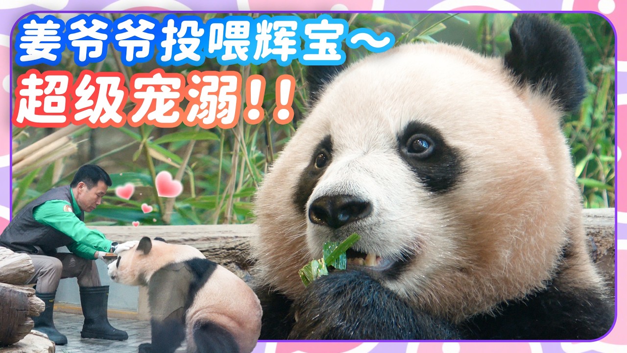 大熊猫睿宝辉宝新家第一次看见爷爷近距离投喂的温馨画面💕🐼爱宝乐园宝家族爱宝乐宝福宝睿宝辉宝的日常vlog #大熊猫 #睿宝 #辉宝 #宋爷爷 #宝家族 #爱宝乐园 #熊猫Vlog#韩国