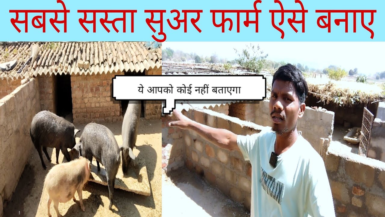 सुअर फार्म कि ओर क्यों भाग रहे किसान सुअर पालन कि संपूर्ण जानकारी