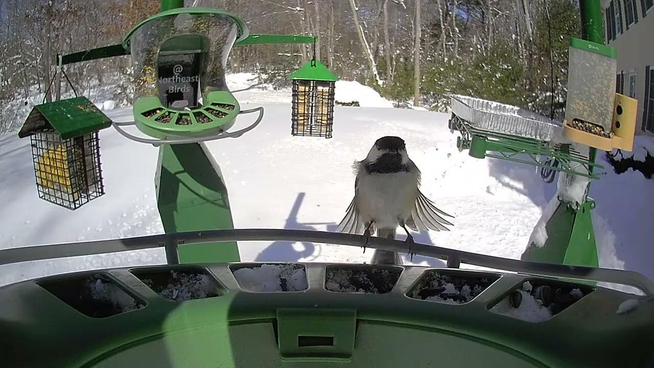 Super Triple Feeder in New England! After Historical BLIZZARD 2026! Birds are safe, fed & watered!