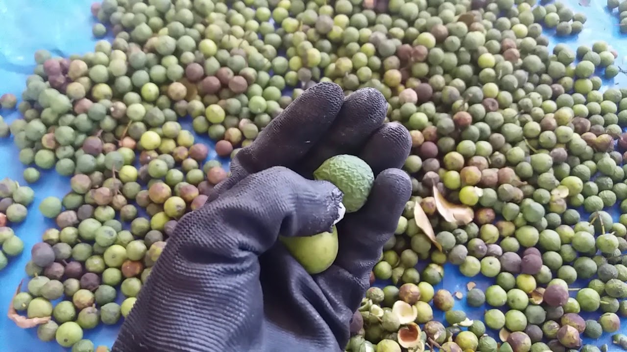 Beneficiamento Calophyllum brasiliense (Guanandi)