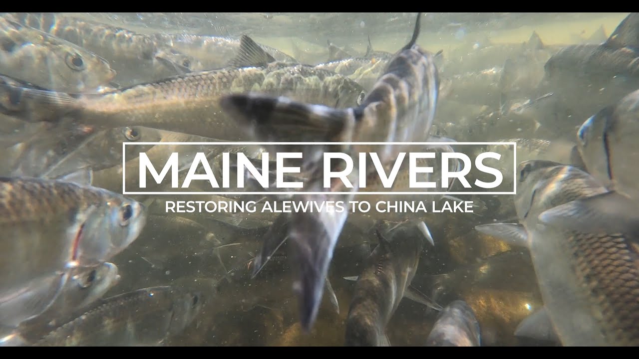 One Million Fish: Restoring Alewives to Maine's China Lake