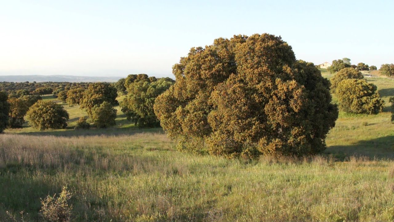 Bosque de Carrascas 01