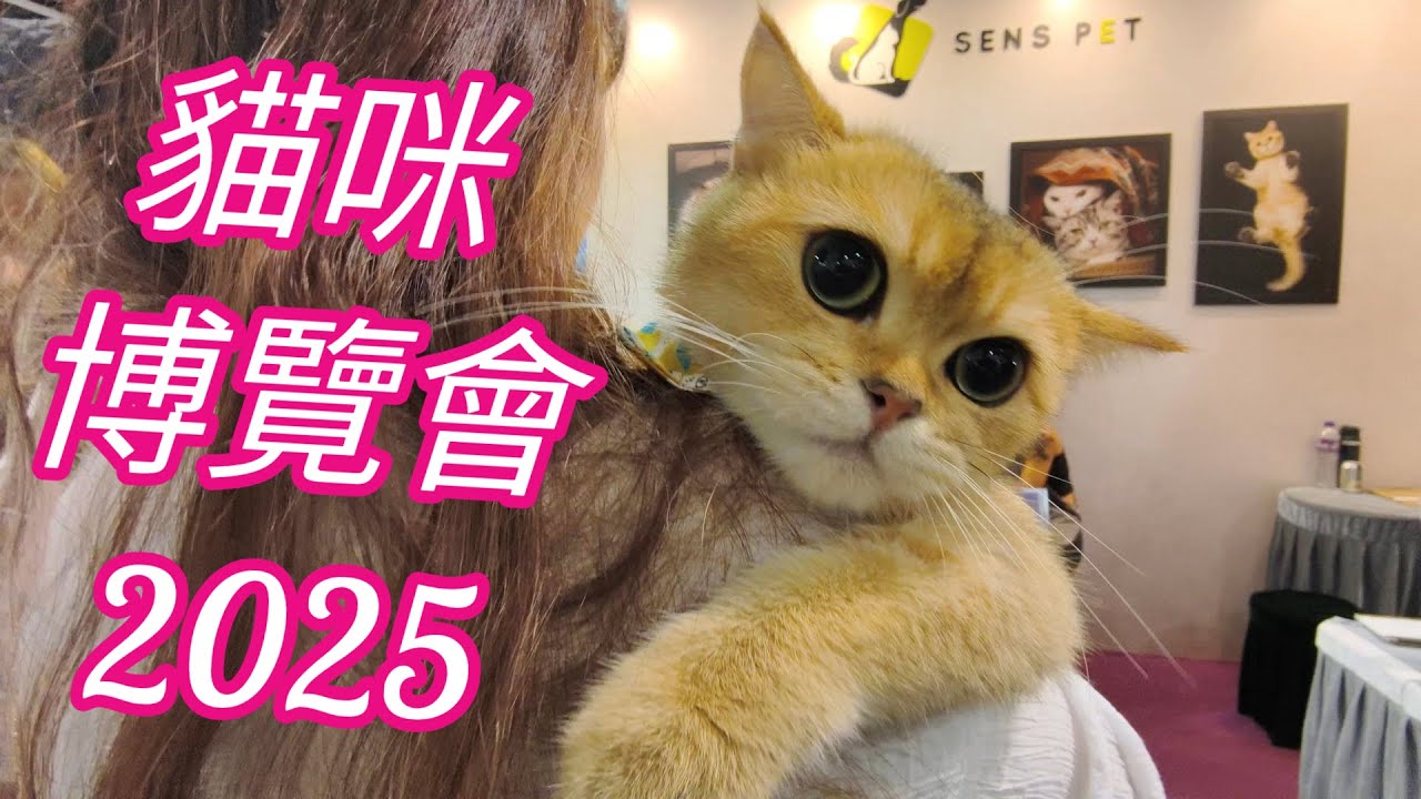香港貓迷博覽會2025 😻😸😹 花絮 HONG KONG CAT EXPO Day1 1/8/2025