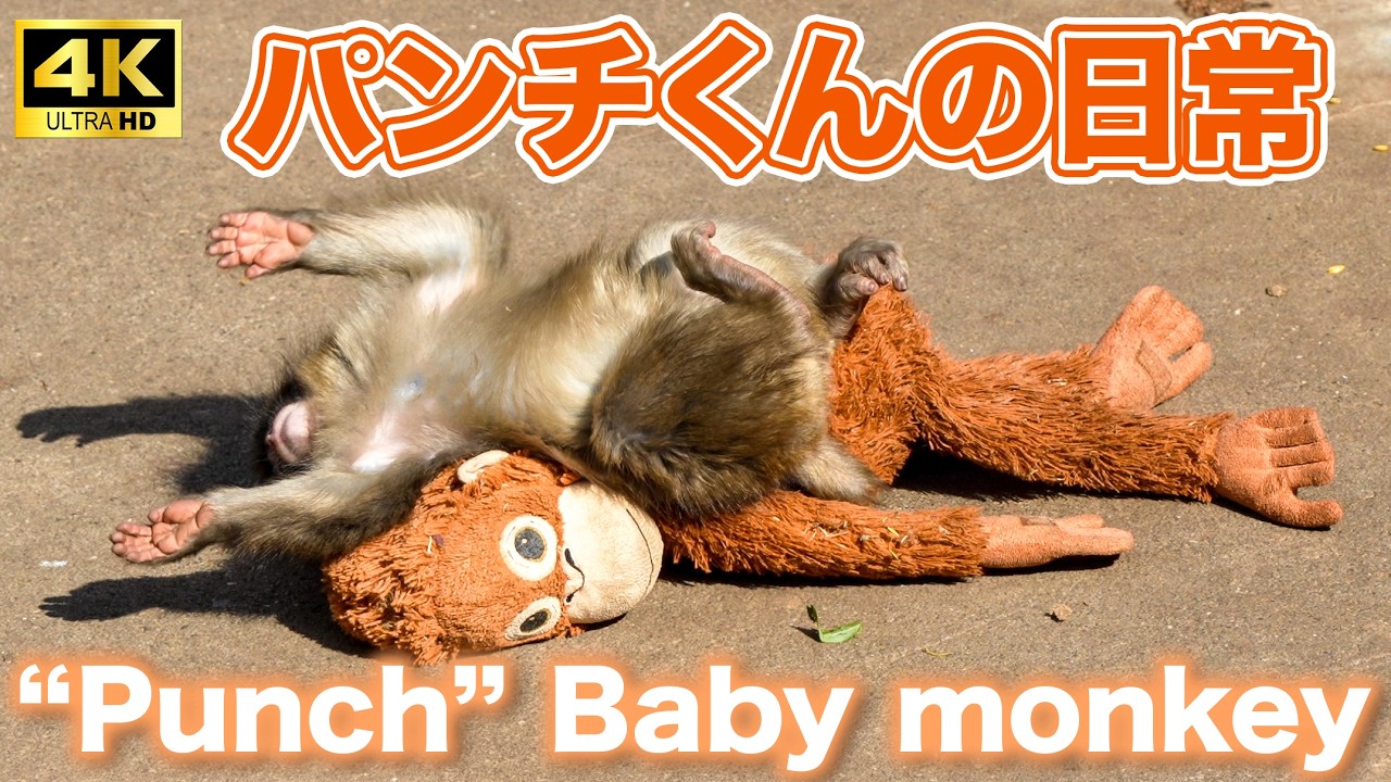 【4K最高画質】パンチくんの日常　市川動植物園の赤ちゃんザル　ぬいぐるみがお母さん Baby Monkey 