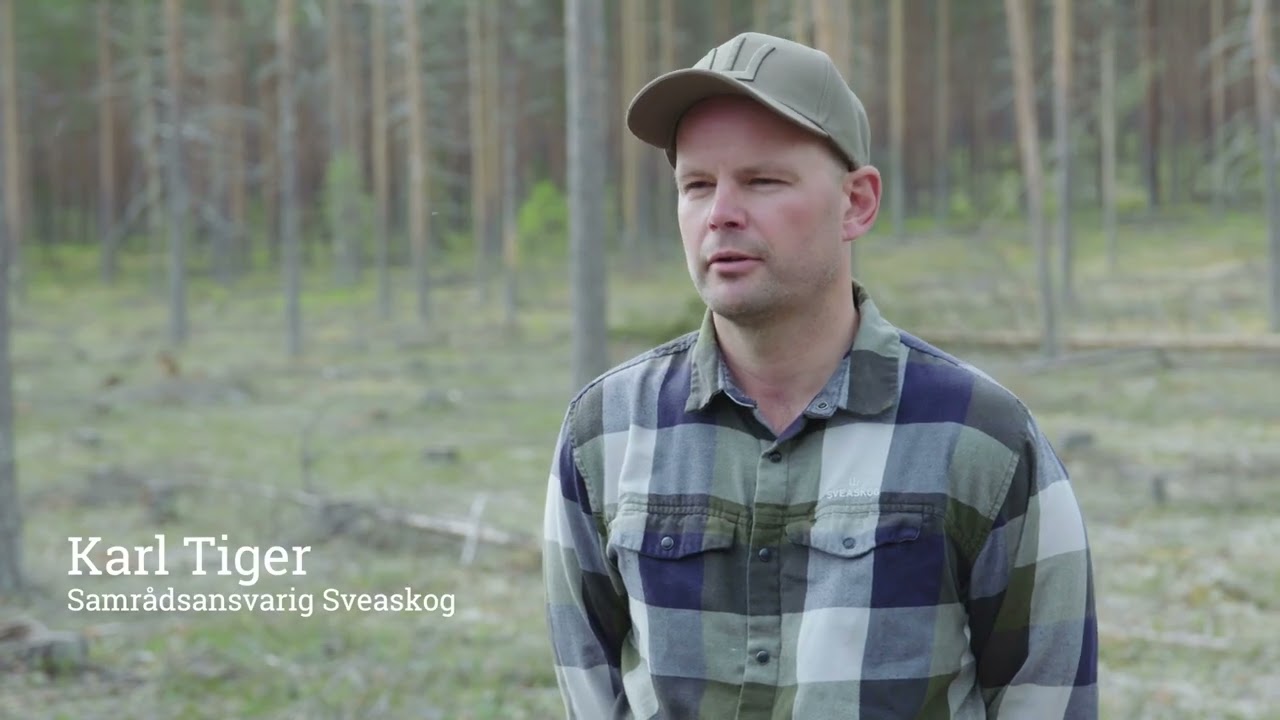 Anpassningar till renskötseln på lavrik tallmark