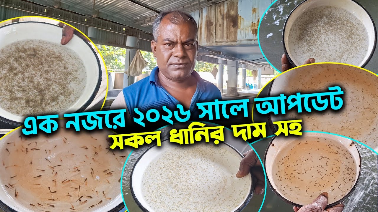 নতুন সকল রেনু ও ধানি পোনার দাম ও কোথায় পাবেন। ২০২৬ | renu ponar dam | maser pona 