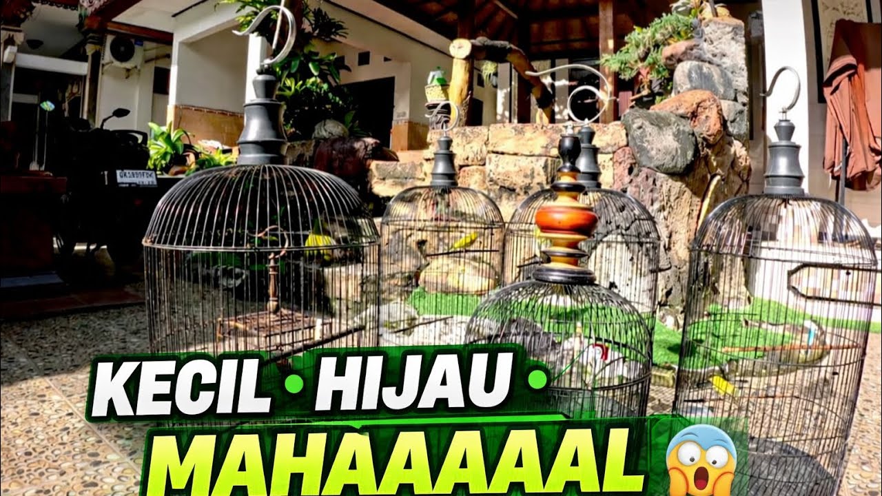 BURUNG KECIL PREMIUM