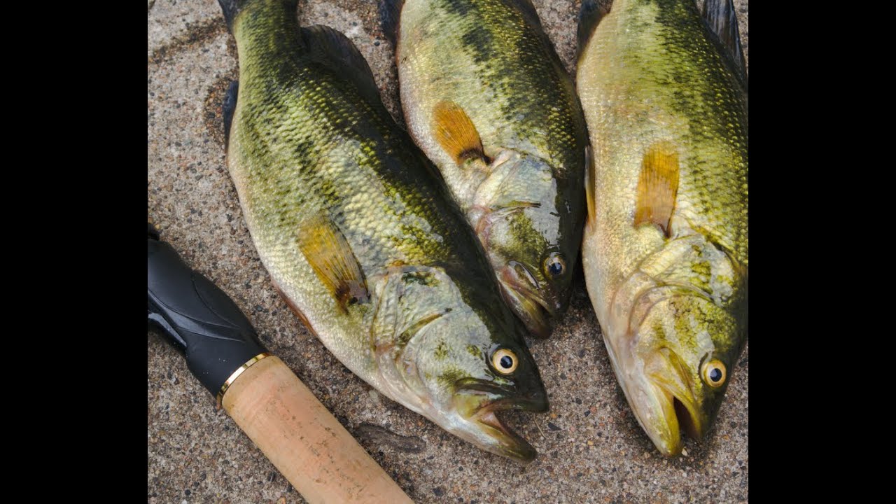 How to Prepare a Bass-Like Fish for Cooking Whole