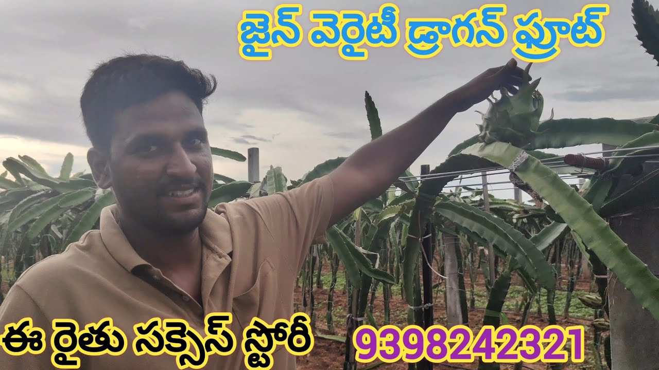 జైన్ వెరైటీ డ్రాగన్ ఫ్రూట్ సక్సెస్ స్టోరీ. 9398242321. బెస్ట్ ప్లాంట్స్ అవైలబుల్.