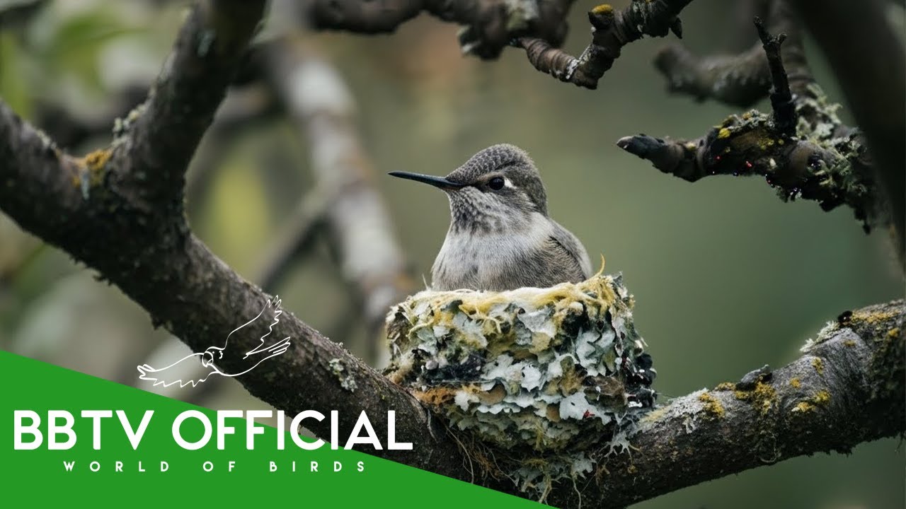 Hummingbird Nest: The Cost of Staying Alive | Wildlife Documentary | BBTV Official