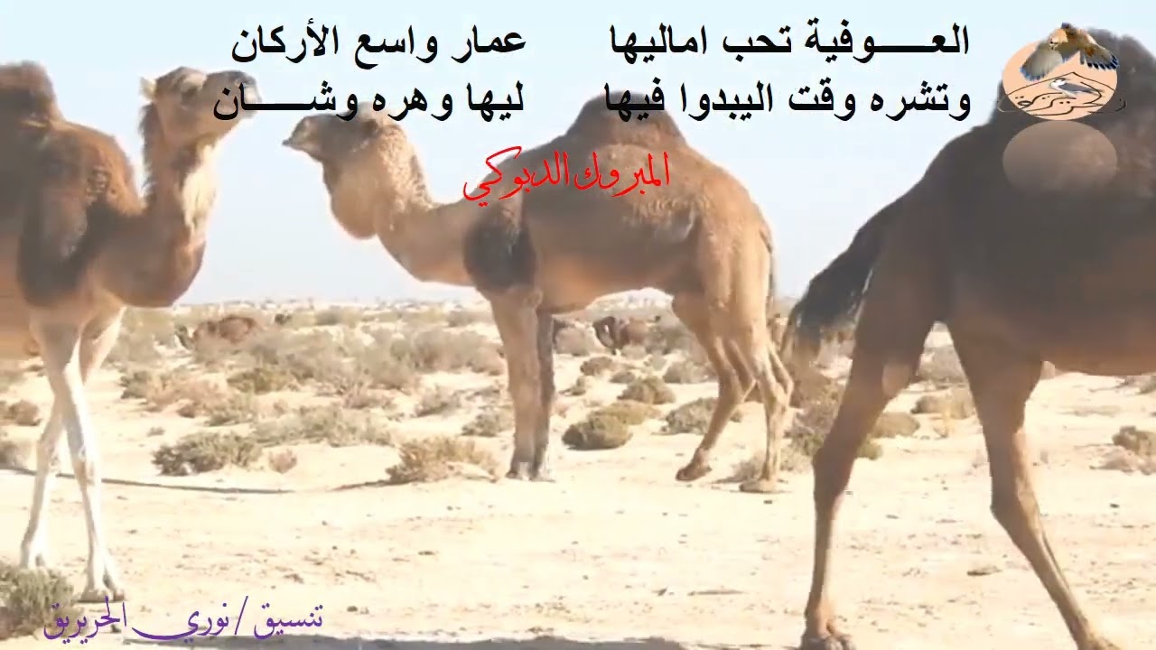 احد روائع   الفنان المبروك الدبــــــــــوكي / العوفية  تحب اماليها