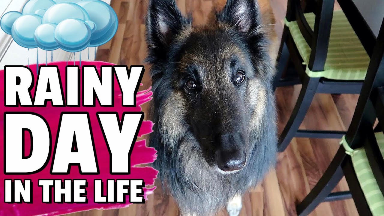 Day in the Life of a Belgian Shepherd Dog | What we do on a Rainy Day