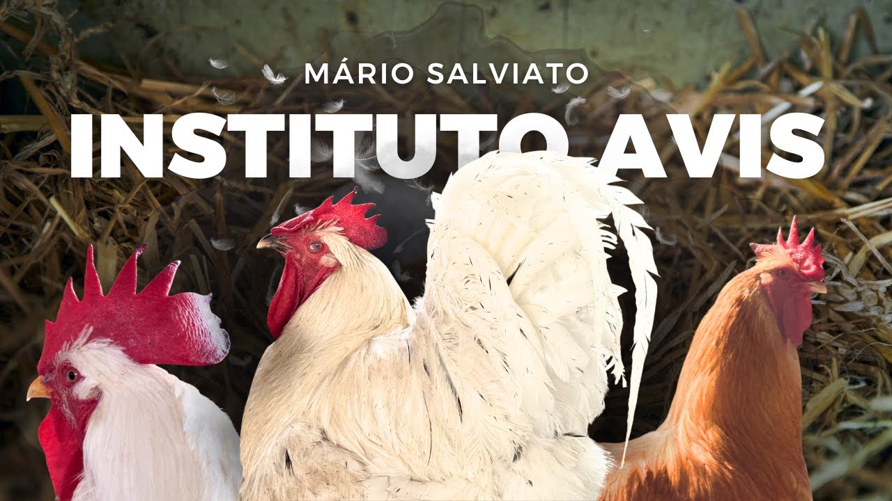 Conheça o Intituto Avis - com Mário Salviato