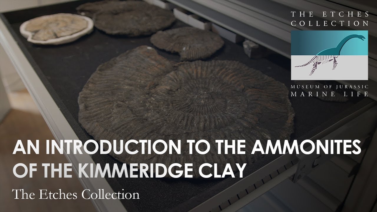 AN INTRODUCTION TO THE AMMONITES OF THE KIMMERIDGE CLAY