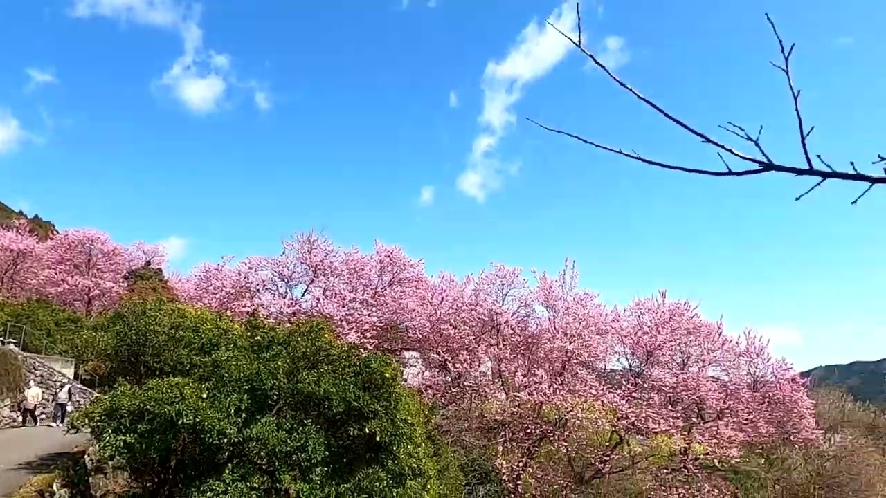 R8年桑田山雪割桜