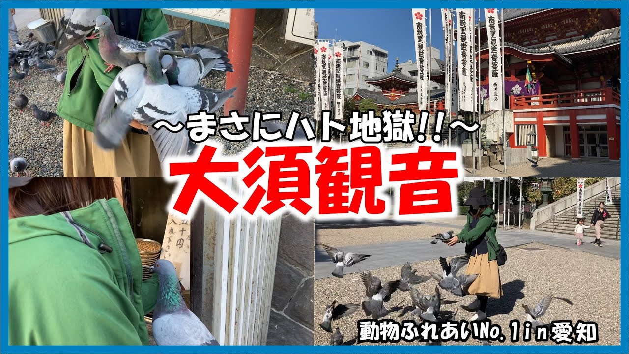 【大須観音】動物ふれあいNo.1！in愛知～まさにハト地獄！！～
