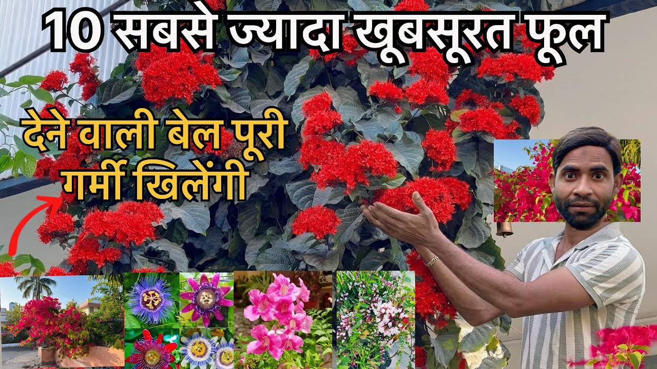 10 ख़ूबसूरत फूलों वाली बेलें 🌸 | पूरी गर्मी खिलने वाले बेस्ट क्लाइम्बर्स | Summer Flowering Vines
