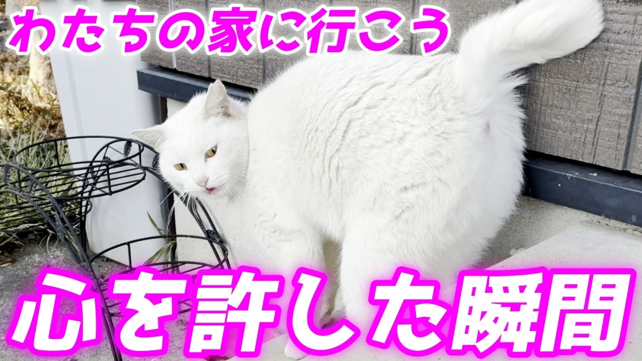 【衝撃】パパを信頼しすぎた庭子猫がとった行動が意外すぎた…笑【クウちゃんとパパ】