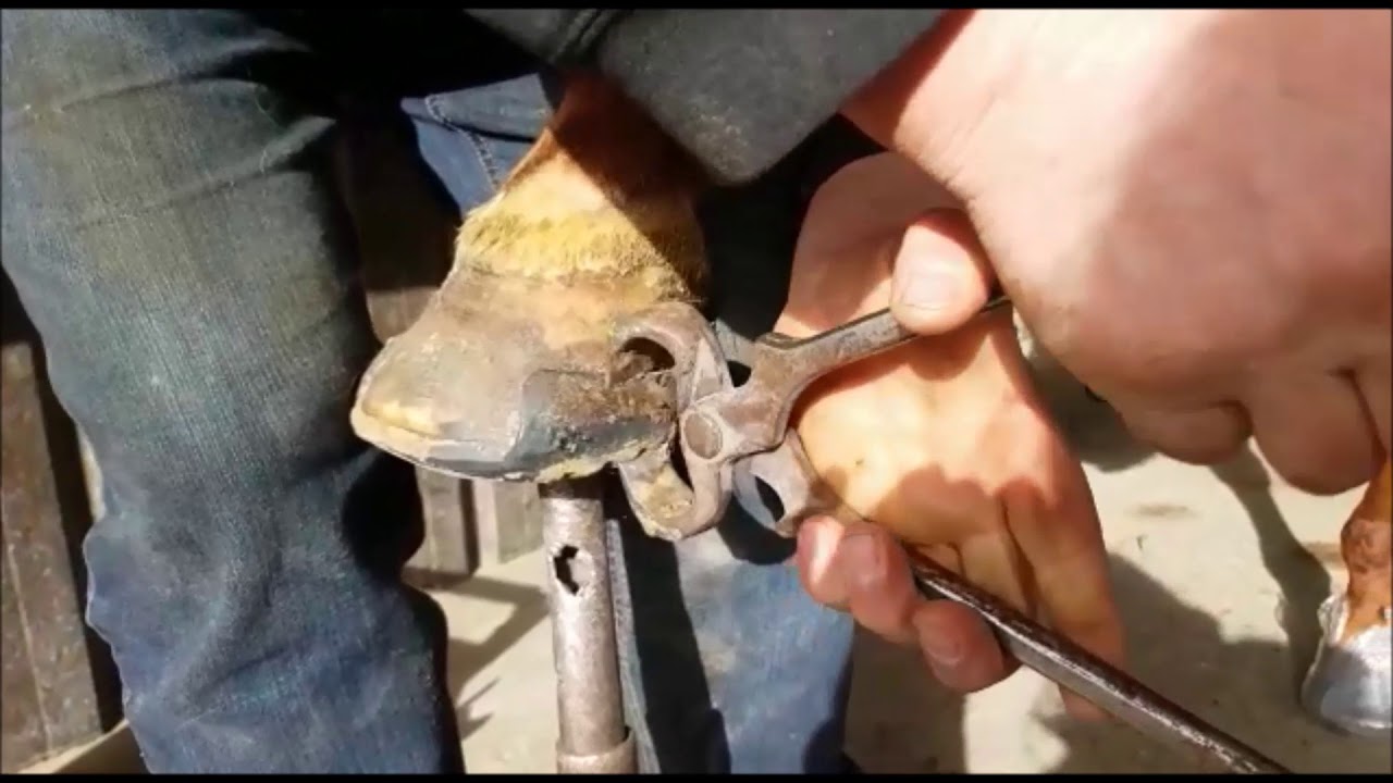 Glushu Glue on horse shoes demo by farrier Ulrich Gerusal (German)