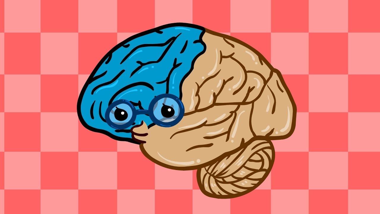 중요한 뇌 | 뇌의 다양한 역할과 기능 | 인체박사★지니키즈