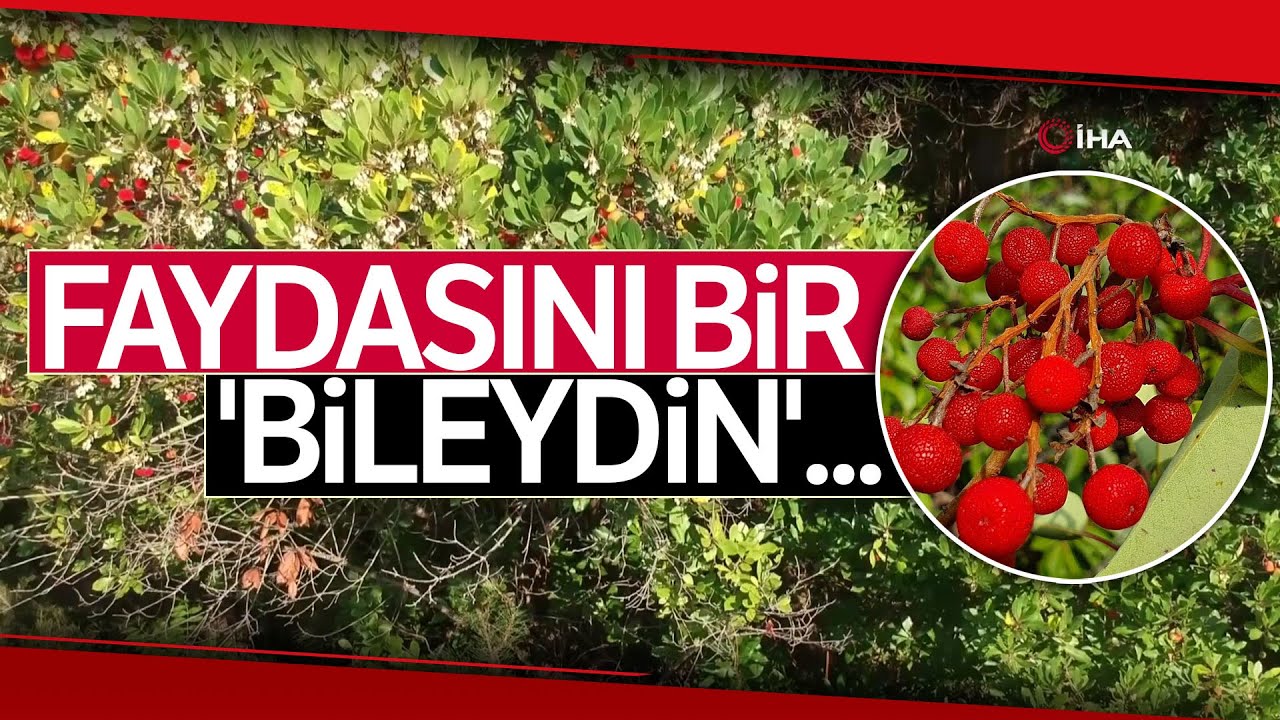 Sinop’un Gözde Meyvesi 'Bileydin' Birçok Faydası ile Dikkat Çekiyor