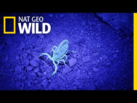 Finding Glow-in-the-Dark Scorpions | United States of Animals