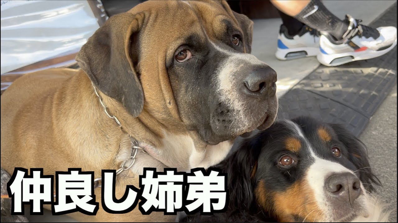 アデちゃんがお姉ちゃんになった！